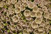 <em>Petunia patagonica</em> 'F&w 9290'